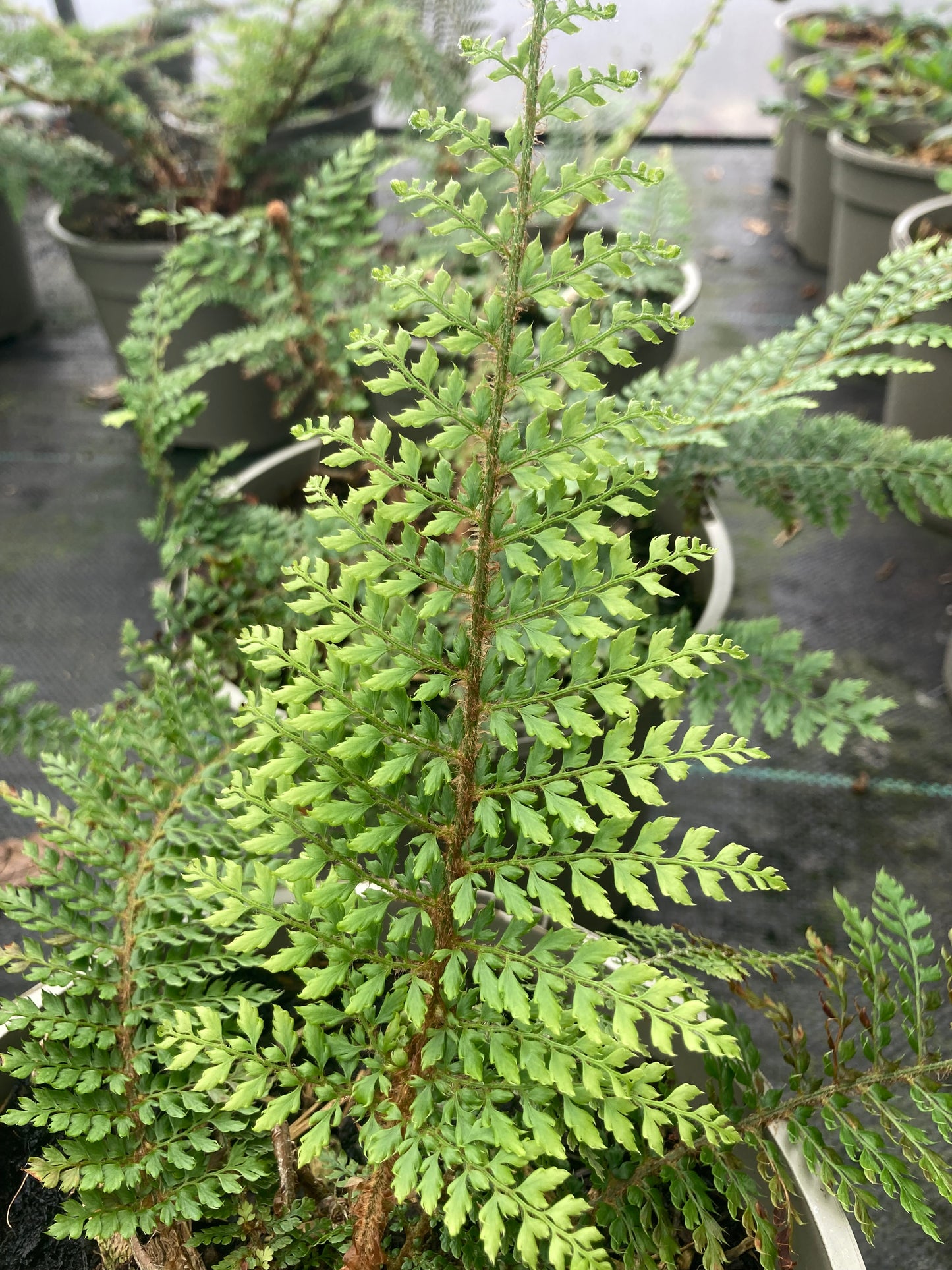 Polystichum setiferum 'David Howard'