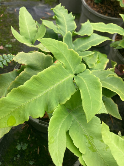 Dryopteris sieboldii - AGM