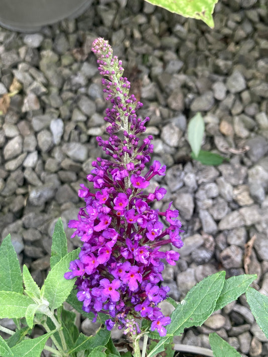 Buddleja (Buddleia) Butterfly Candy Series Little Purple - Dwarf Buddleia