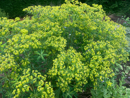 Euphorbia sikkimensis- AGM