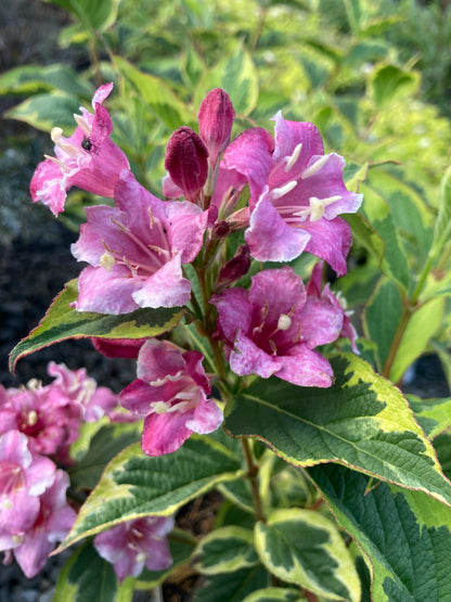 Weigela 'Kosteriana Variegata'