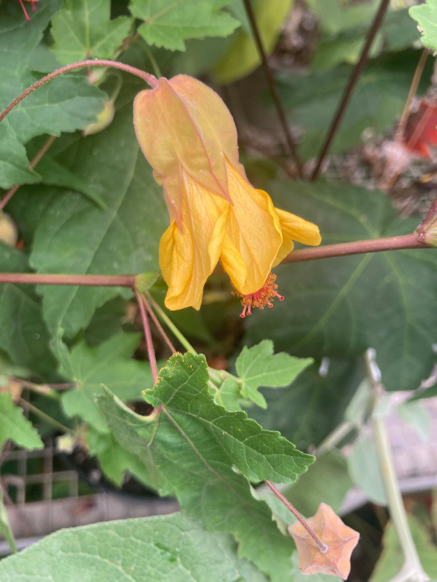 Abutilon X Estella’s Little Bird