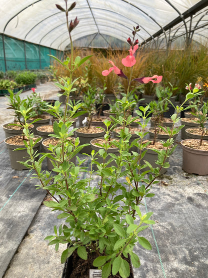 Salvia greggii Salmon Dance - Champion Plants