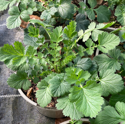 Geum Lady Stratheden - Champion Plants