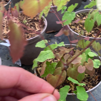 Epimedium × versicolor 'Neosulphureum'