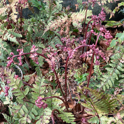 Athyrium otophorum var. okanum AGM - Champion Plants