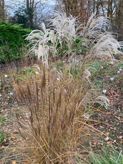 Miscanthus Kleine Fontane - AGM - Champion Plants