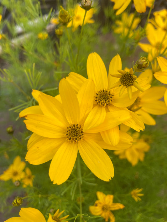 Coreopsis verticillata Zagreb AGM