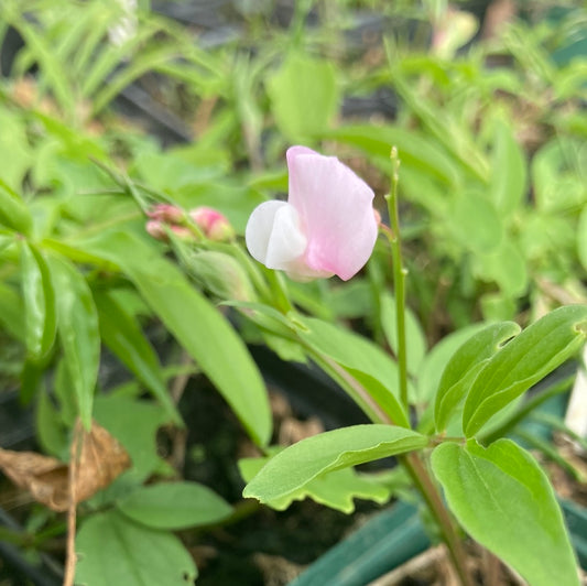 Lathyrus vernus Rosenelfe - Champion Plants