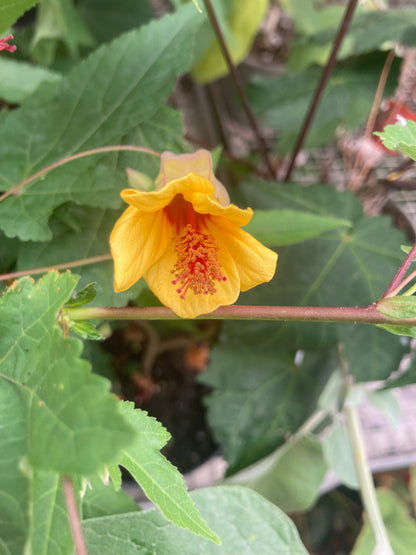 Abutilon X Estella’s Little Bird