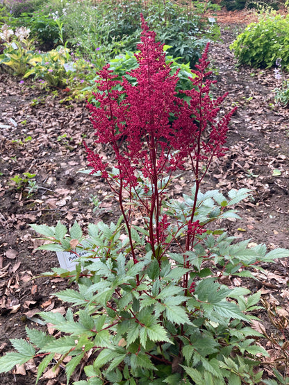 Astilbe Montgomery AGM - Champion Plants