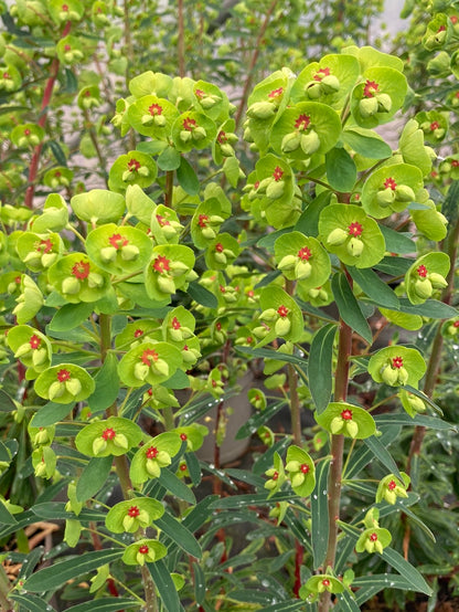 Euphorbia x martinii - Champion Plants