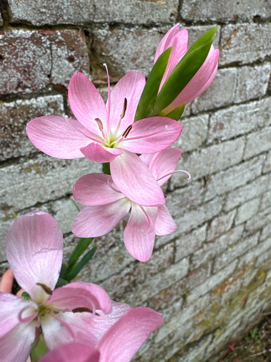 Hesperantha coccinea 'Mollie Gould'