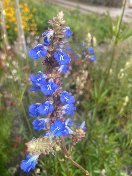 Salvia uliginosa - AGM