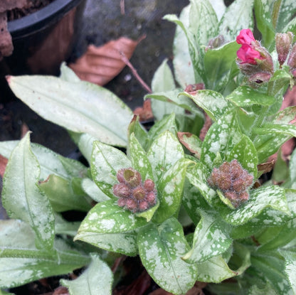 Pulmonaria angustifolia 'Diana Clare' - AGM - Champion Plants