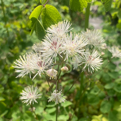 Thalictrum aquilegiifolium 'Album'