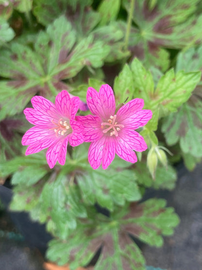 Geranium Little Champion