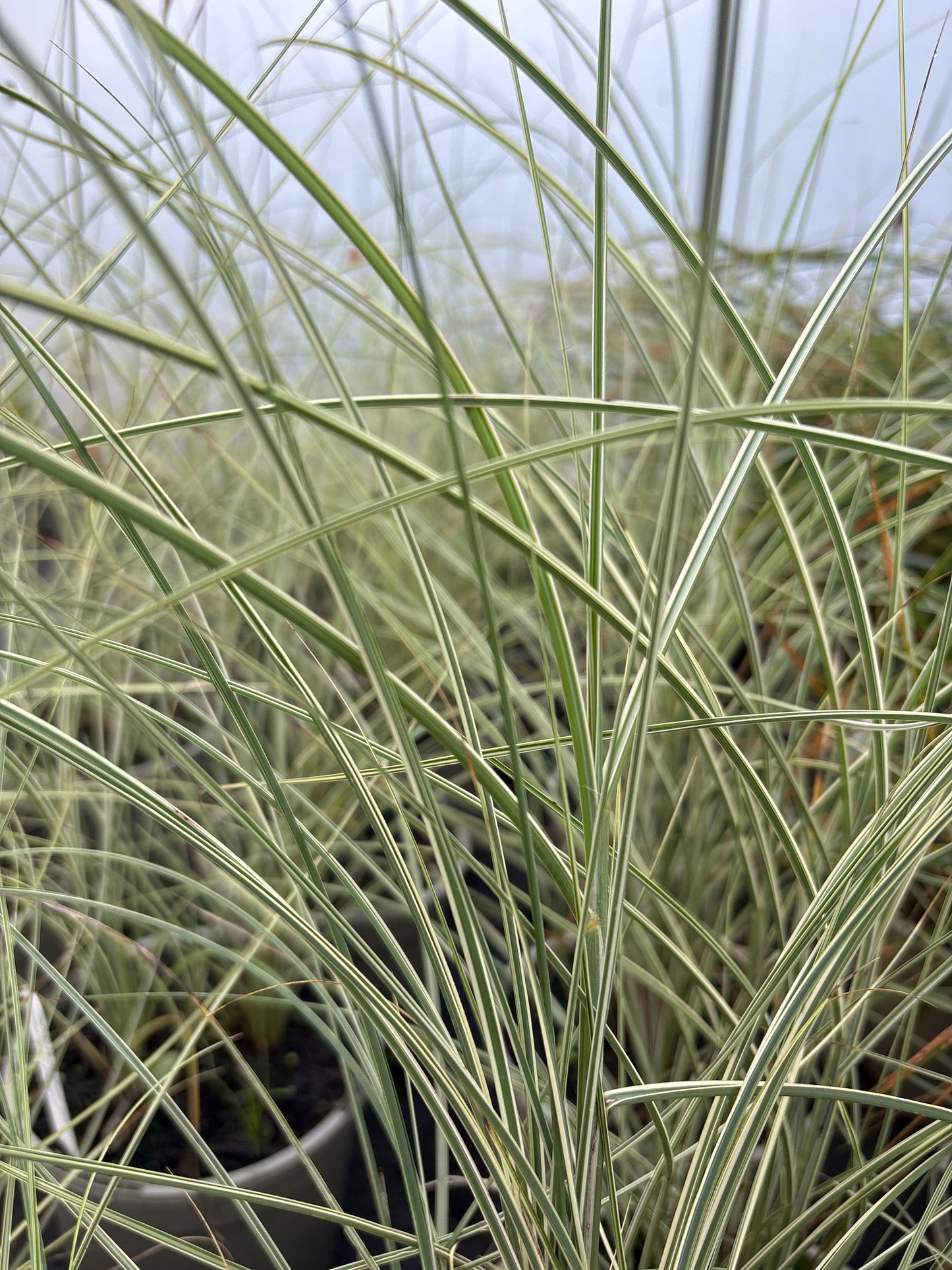 Miscanthus Morning Light