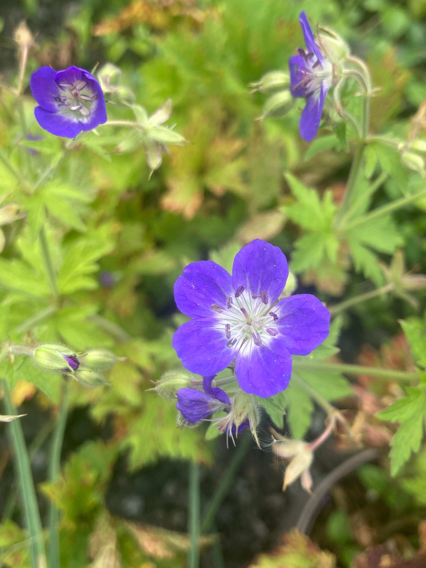 Geranium sylvaticum 'Amy Doncaster'