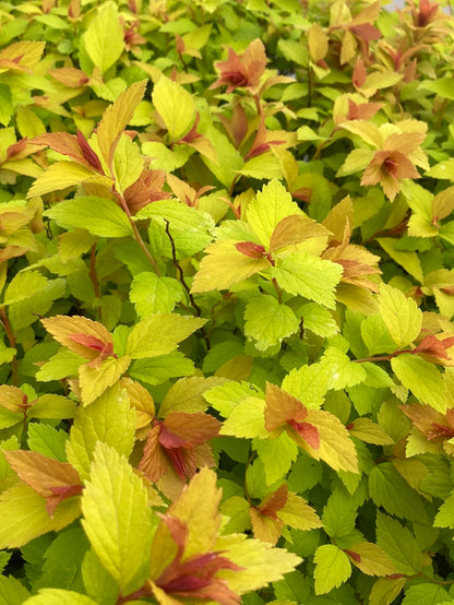 Spiraea japonica Magic Carpet AGM - Champion Plants