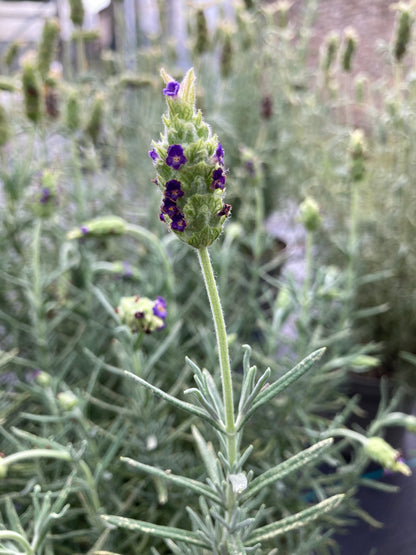 Lavandula st. Tiara - Champion Plants