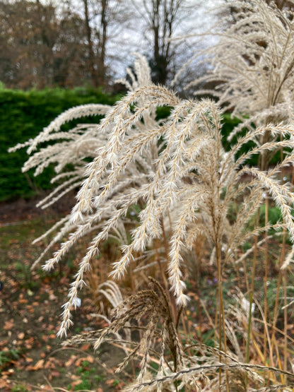 Miscanthus Kleine Fontane - AGM - Champion Plants