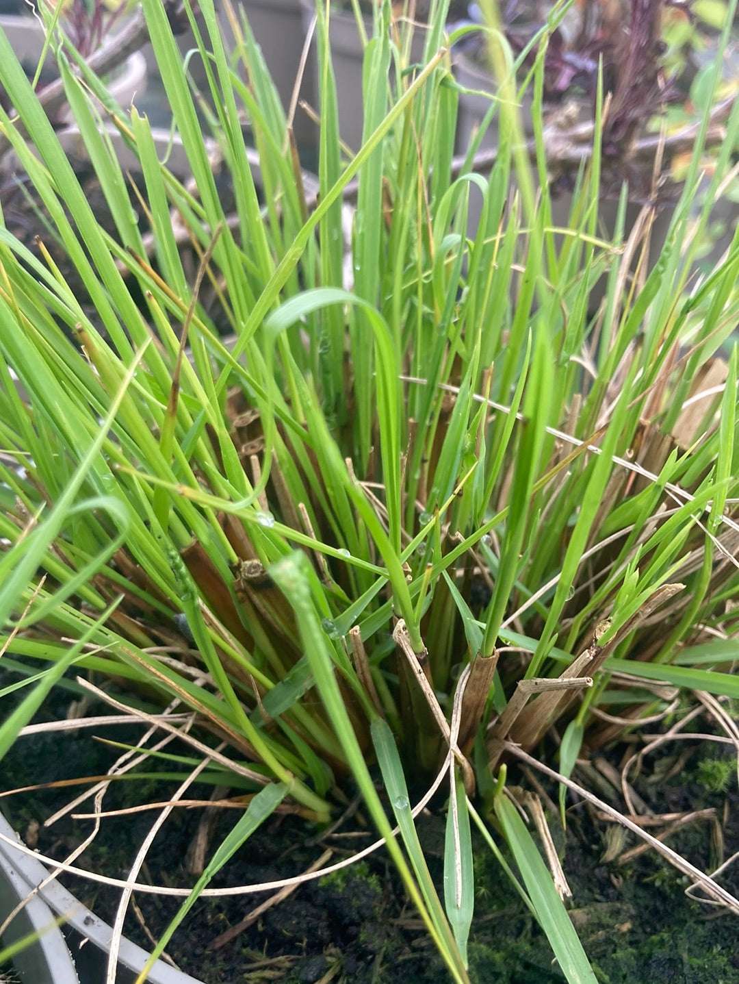 Pennisetum alopecuroides 'Hameln' AGM - Champion Plants