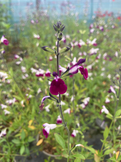 Salvia Amethyst Lips