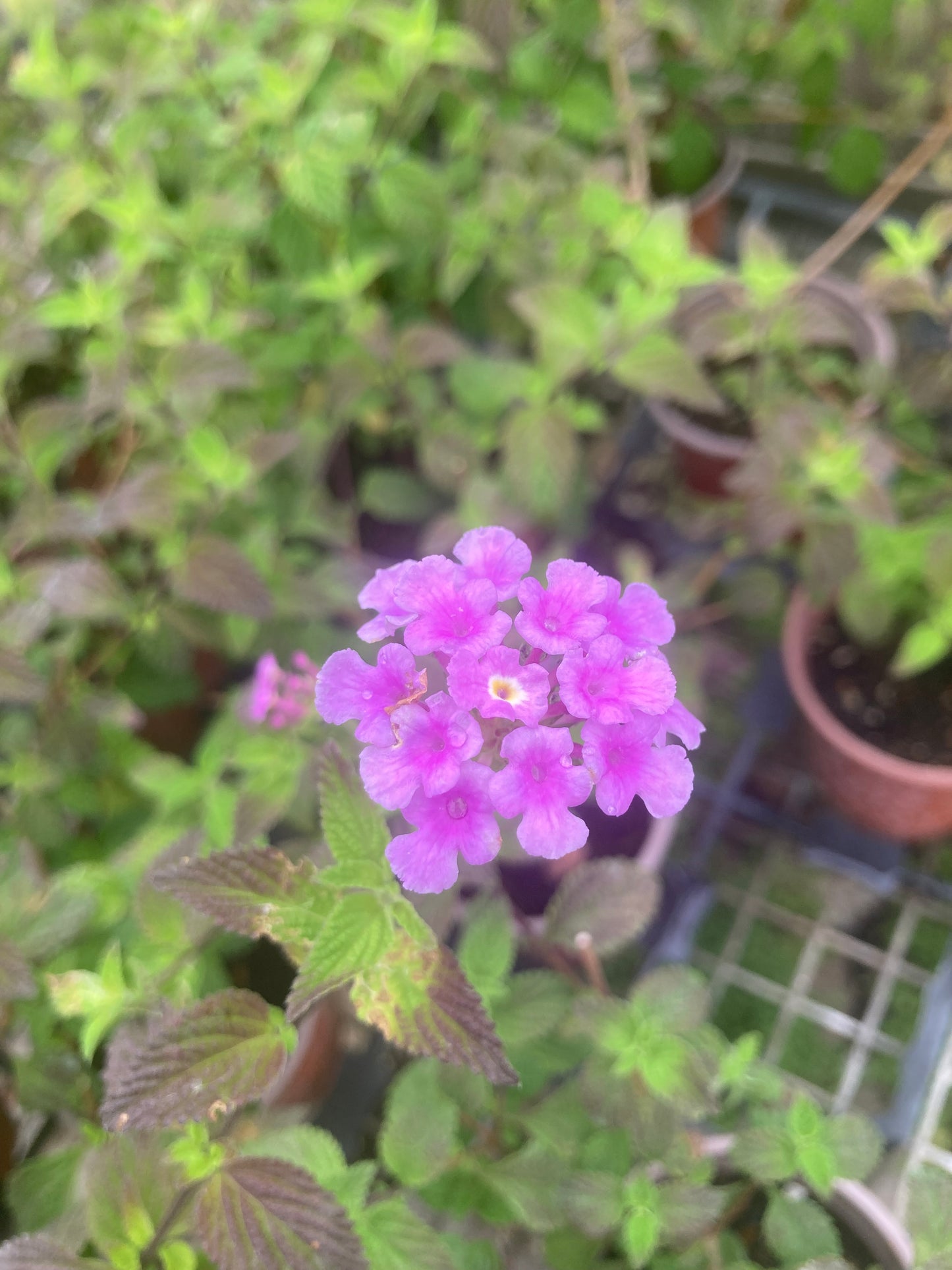 Lantana montevidensis