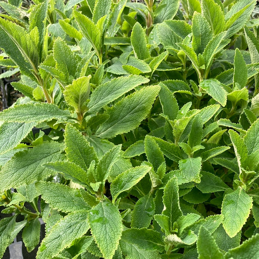 Calceolaria integrifolia - Champion Plants