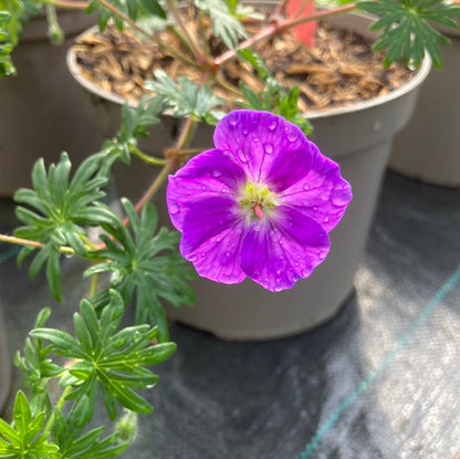 Geranium sanguineum Vision Violet - Champion Plants