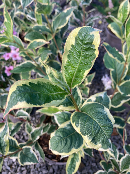 Weigela 'Florida Variegata' AGM