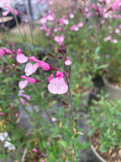 Salvia greggii Joy