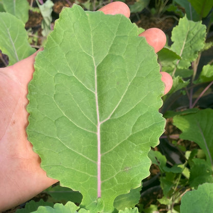 Kale Purple x Daubenton 'Keeper'