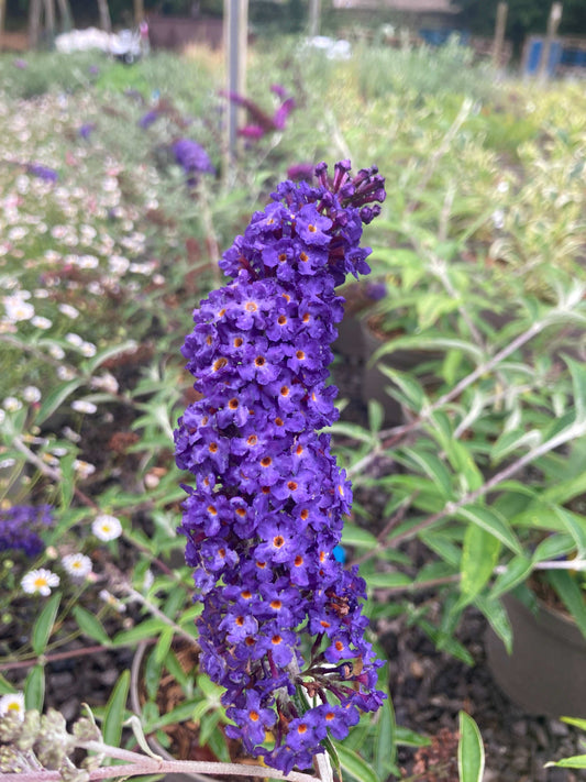 Buddleja (Buddleia) davidii Adonis Blue