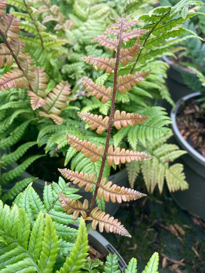 Dryopteris lepidopoda