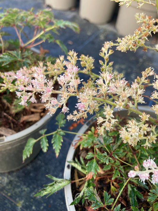 Astilbe 'Sprite' AGM