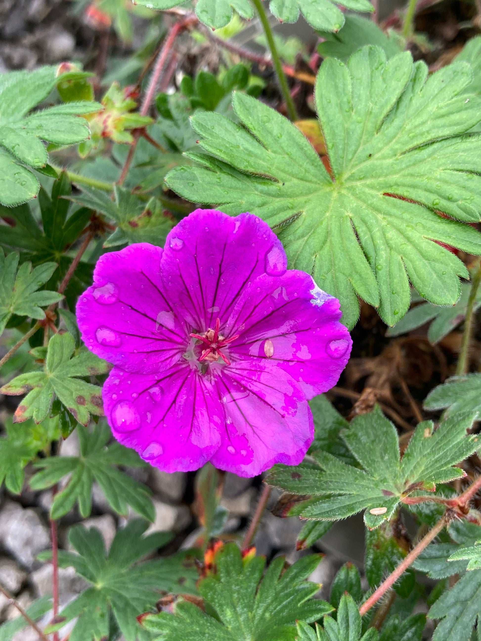 Geranium Tiny Monster