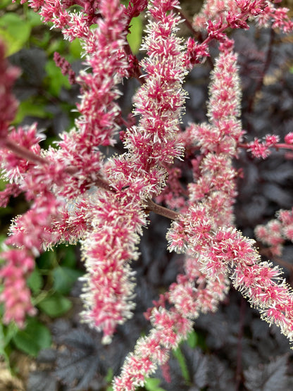 Astilbe 'Chocolate Shogun' - Champion Plants