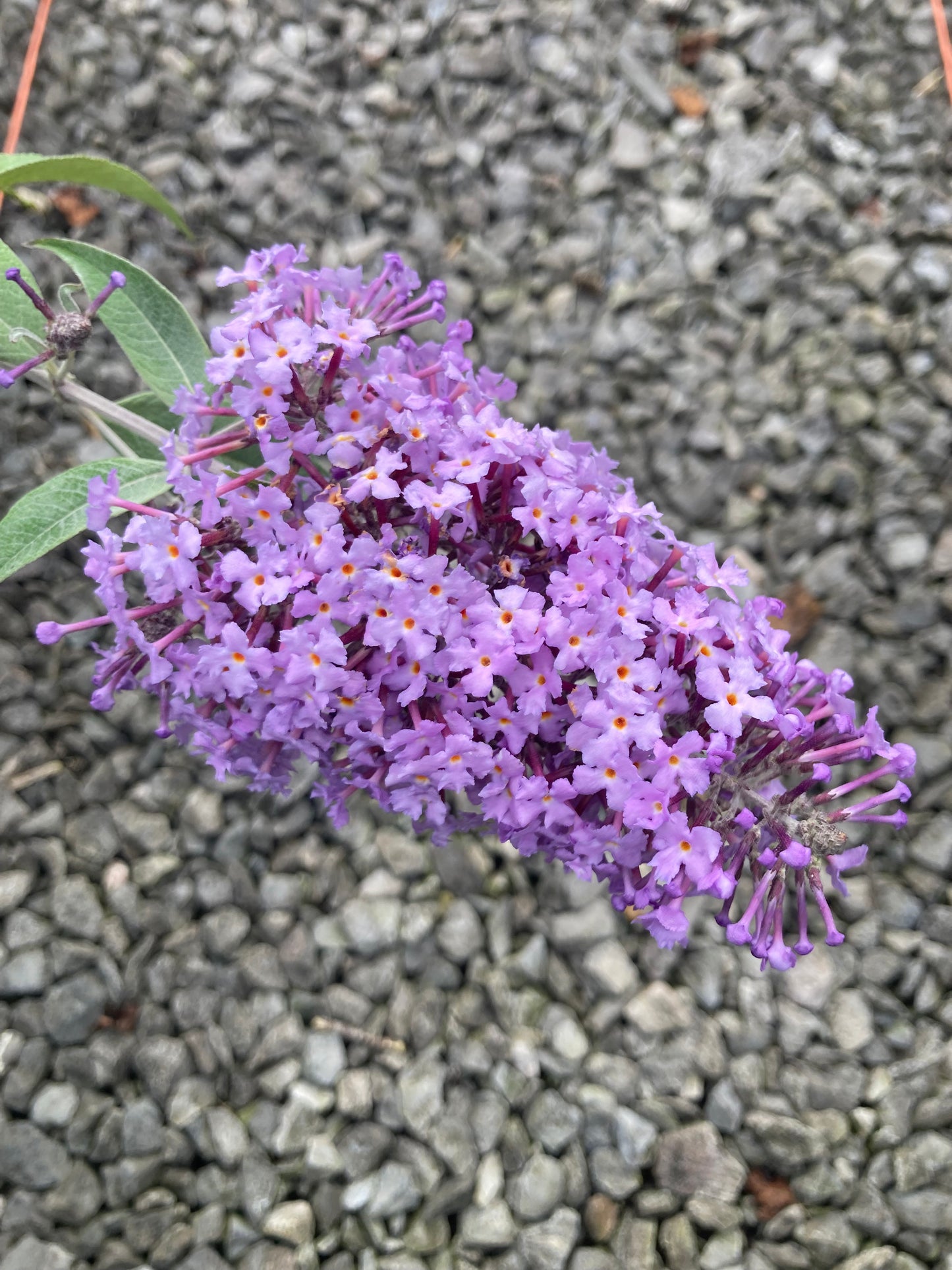 Buddleja (Buddleia) davidii Bressingham Bountiful