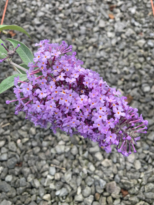 Buddleja (Buddleia) davidii Bressingham Bountiful