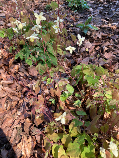 Epimedium × versicolor 'Neosulphureum' - Champion Plants