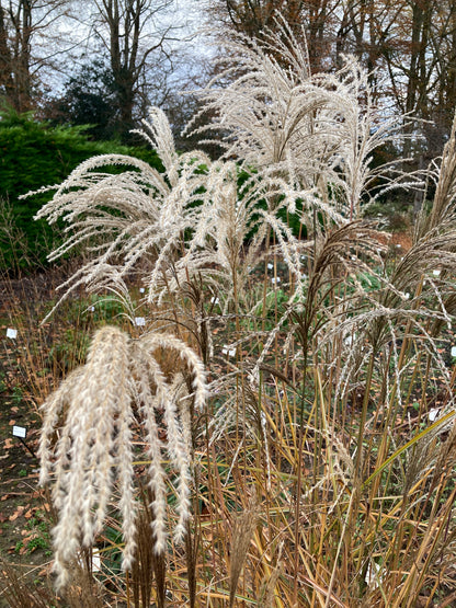 Miscanthus Kleine Fontane - AGM - Champion Plants