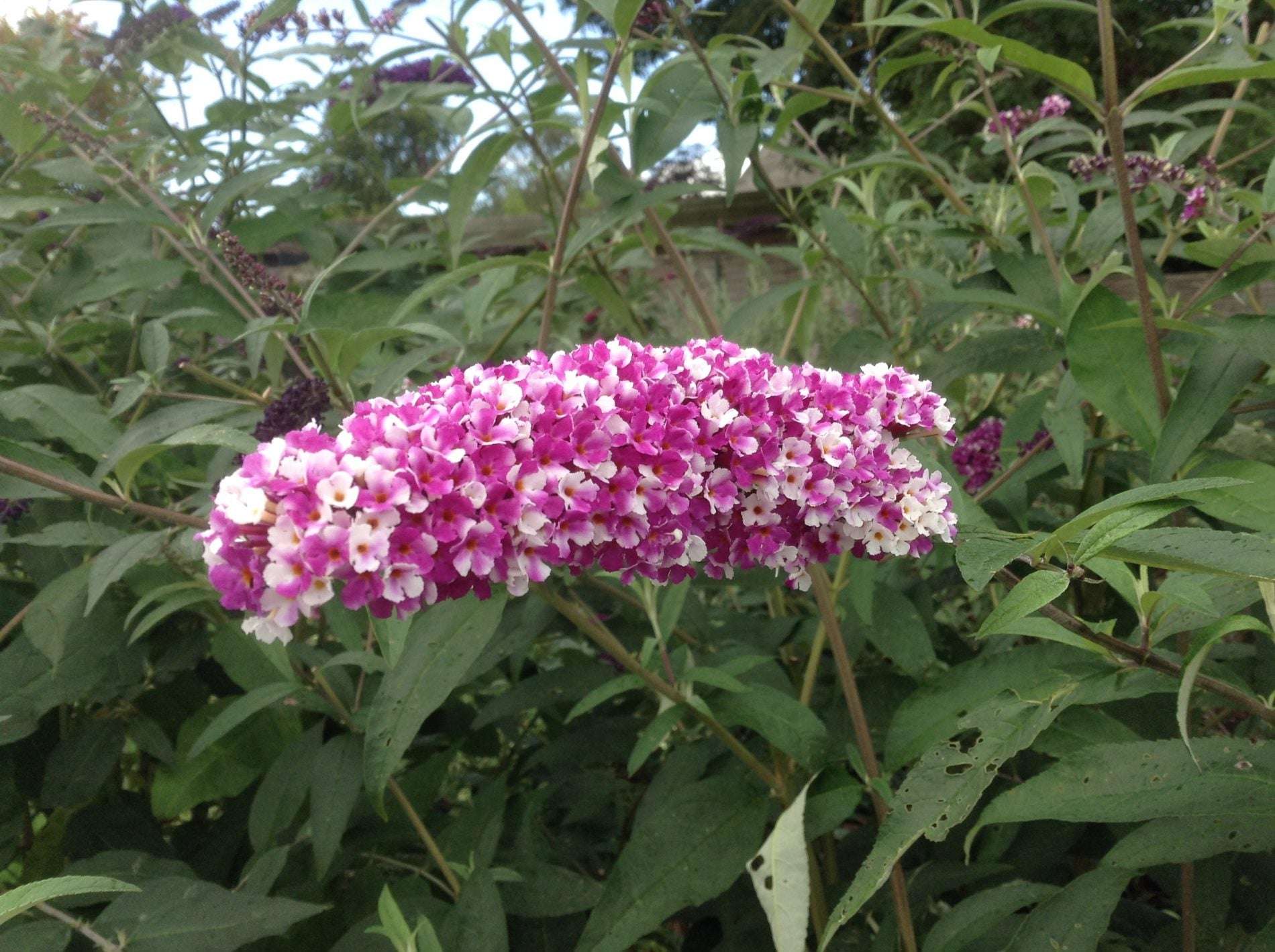 Buddleja (Buddleia) Berries and Cream - Champion Plants