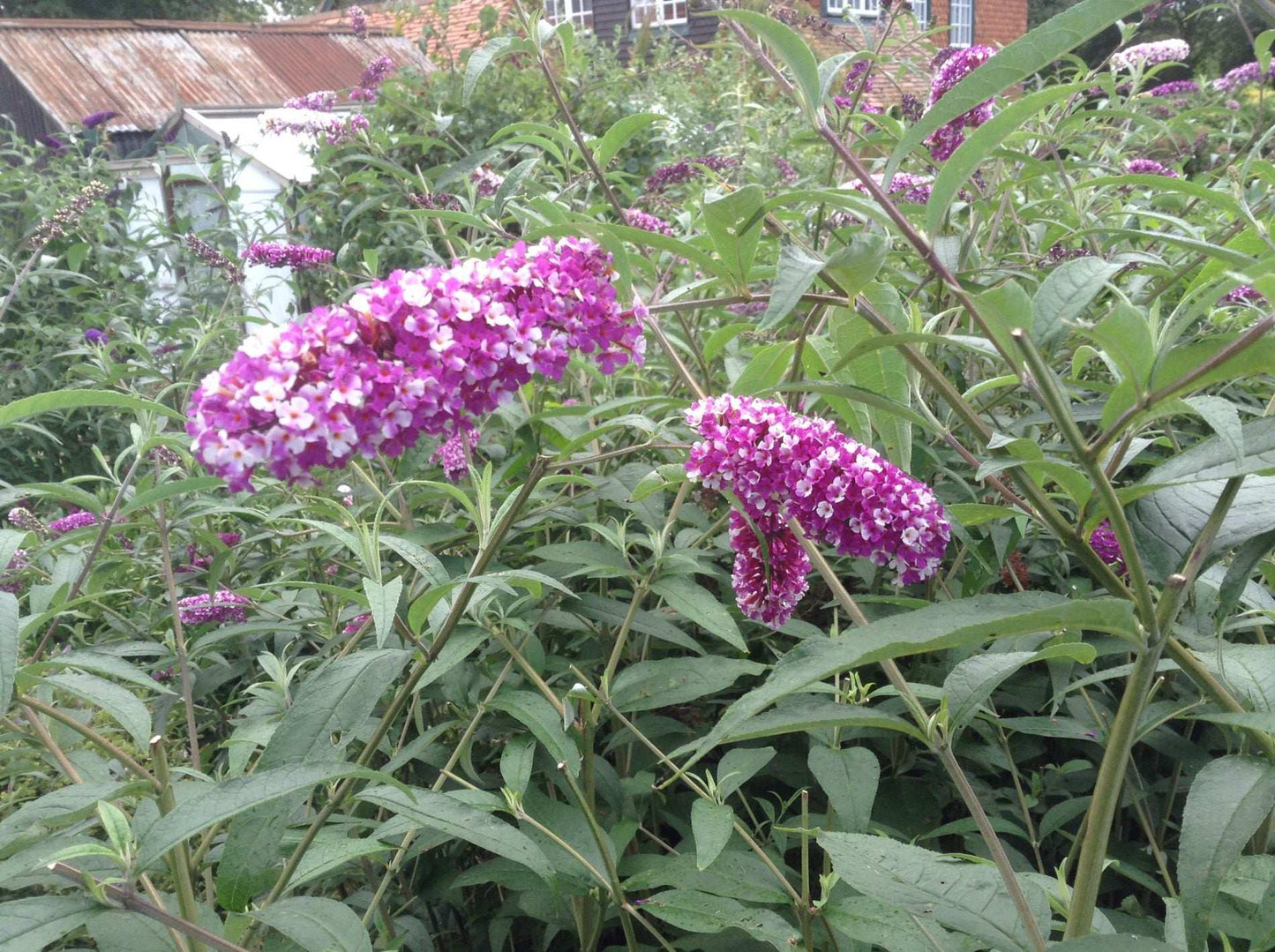 Buddleja (Buddleia) Berries and Cream - Champion Plants