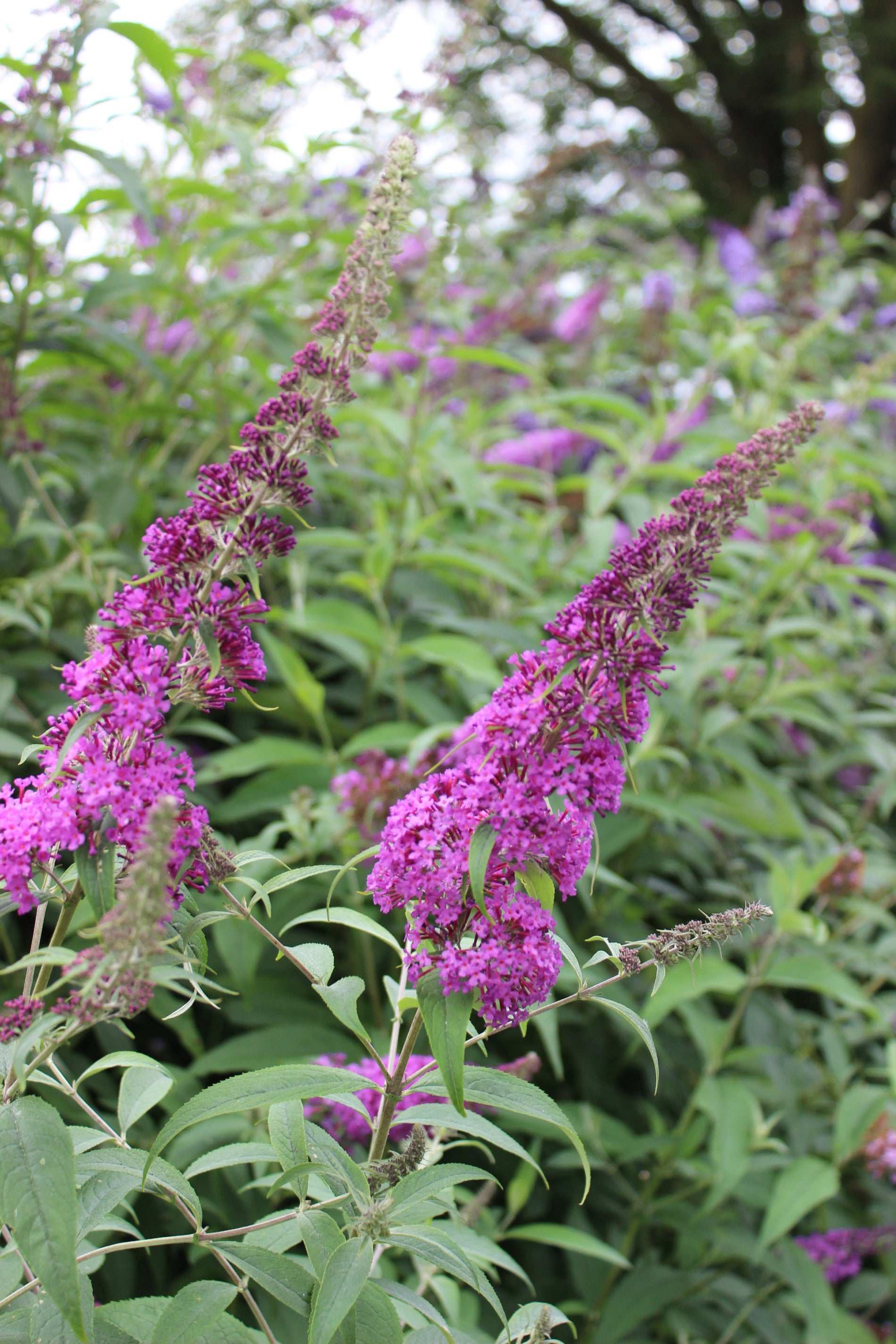 Buddleja (Buddleia) Longstock Autumn Delight - Champion Plants