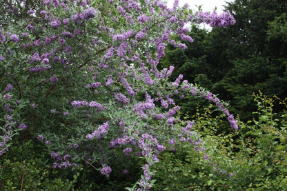 Buddleja (Buddleia) ‘Longstock Gem’ - Champion Plants