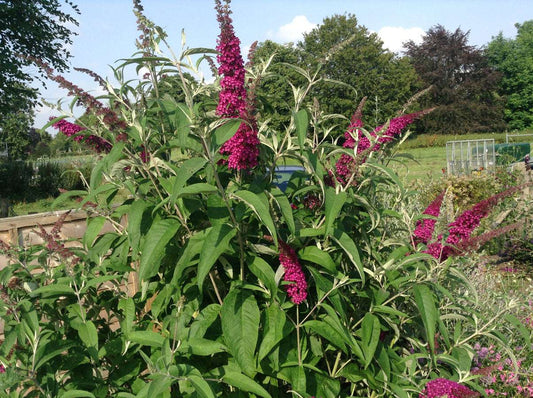 Buddleja (Buddliea) davidii Sugar Plum - Champion Plants