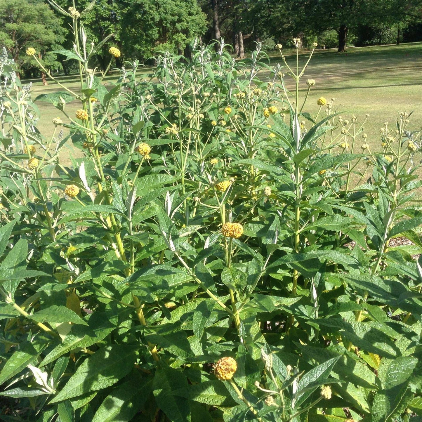 Buddleja (Buddleia) globosa Lemon Ball - Champion Plants