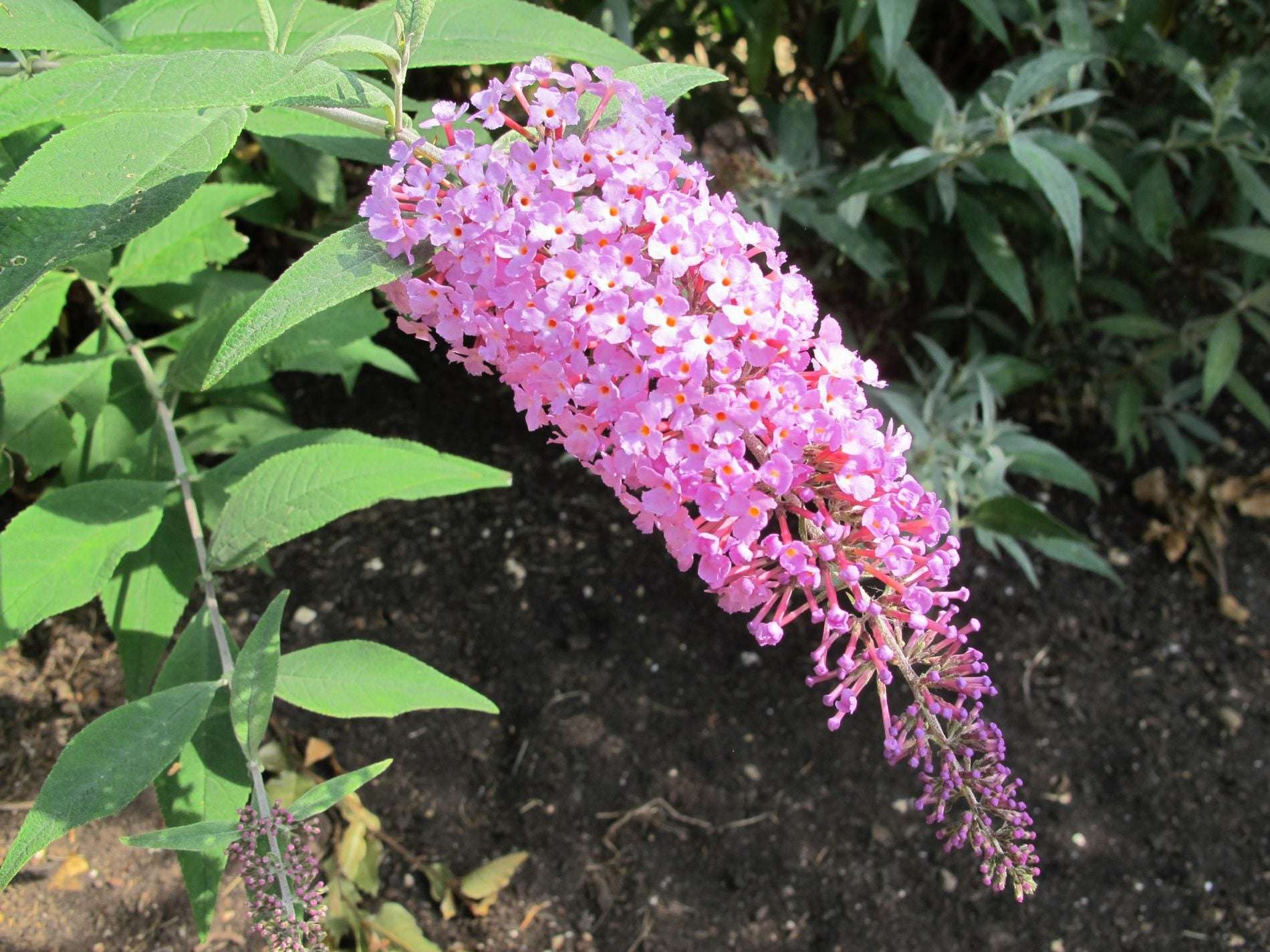 Buddleja (Buddleia) ‘Longstock Pink’ - Champion Plants